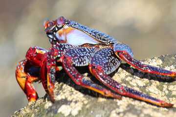 rote_Klippenkrabbe