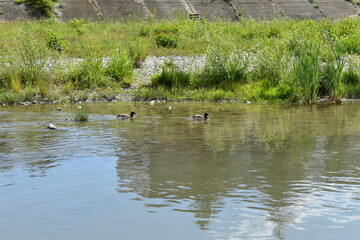wild duck in the river