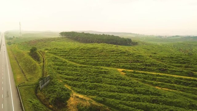 Aerial shot of Palm Trees among deforestation Johor Bahru  Malaysia