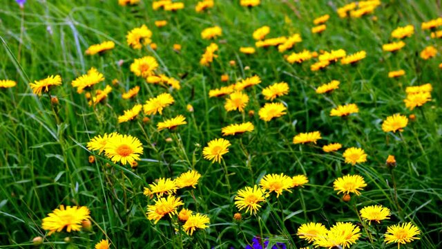 Kwitnacy Oman wąskolistny (Inula ensifolia L.) na ciepłolubnych murawach w wietrznym dniu  