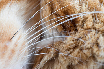 Close up photo of the white whiskers of a red tabby cat