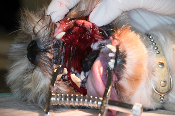 View into the mouth of an anaesthetized dog with focus on a bloody tumour in the left side of upper jaw  © Henk Vrieselaar