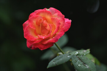 Close up of red rose with water drops on dark background. Selective focus.