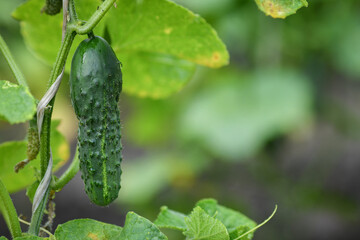 Close ip of a ripe cucumber on the vine in the garden