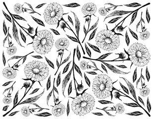 Herbal Flower and Plant, Hand Drawn Background of Calendula or Marigold Flower Used for Herbal and Cosmetic Products
