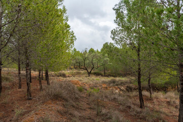 olive tree surrounded by pine trees