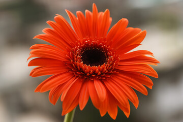 Orange gerbera daisy
