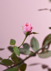 Pink rose on a pink background.