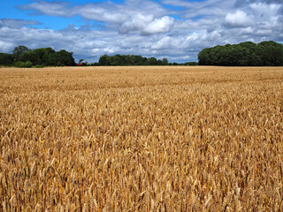 Ripe golden wheat in a field just before the harvest
