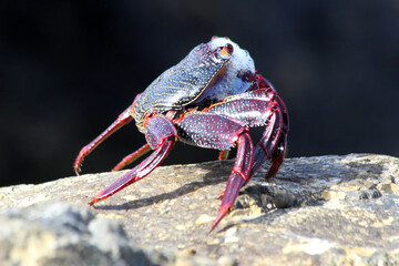 rote_Klippenkrabbe
