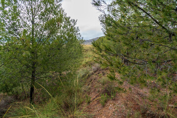 Fototapeta na wymiar pine forest on the mountain