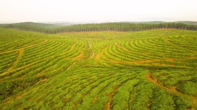 Aerial shot of Palm Tree deforestation Johor Bahru  Malaysia