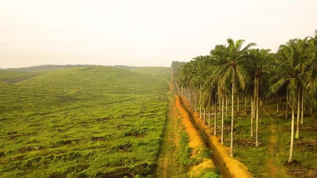 Aerial shot of Palm Tree deforestation Johor Bahru  Malaysia