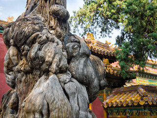 Old tree in the garden of Forbidden City, Beijing