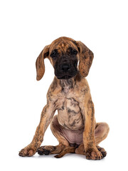 Cute light brindle Great Dane pup, sitting unabashed giving full view on private parts. Looking at camera with dark shiny eyes. Isolated on white background.