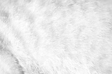 Cat fur gray texture patterns abstract , animal skin background