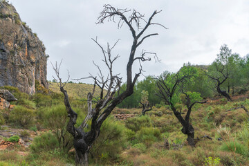 field with dry trees