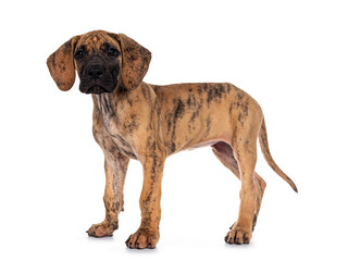 Cute light brindle Great Dane pup, standing side ways. Looking at camera with dark shiny eyes. Isolated on white background.