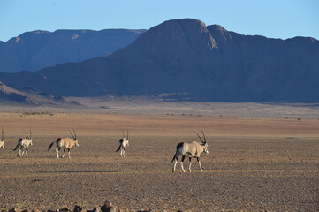 Road tripping through the Namibian Desert