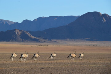 Road tripping through the Namibian Desert