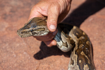 Fototapeta premium catching the snake