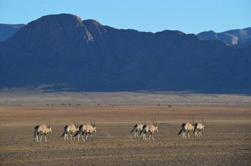 Road tripping through the Namibian Desert