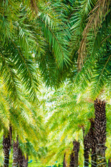 Big green leaves in tropical summer