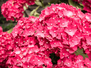 Macro view of pretty fuchsia Hortensia Hydrangea flowers clustered in bouquets and surrounded by large green leaves