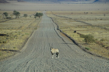 Road tripping through the Namibian Desert