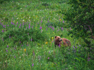 Little bear near Tolmachevsky lake.