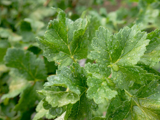 Fototapeta premium Drops of water rest on the green leaves of a vine in a vineyard after the rain