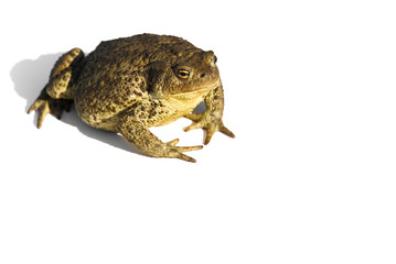 Fototapeta premium Common toad or European toad, Bufo bufo, isolated on white background.