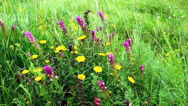 Kwitnacy Oman wąskolistny (Inula ensifolia L.) na ciepłolubnych murawach w wietrznym dniu  