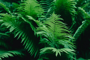 Fototapeta na wymiar green fern leaves wallpaper. Forest, nature, green background 