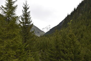 mountain landscape with trees