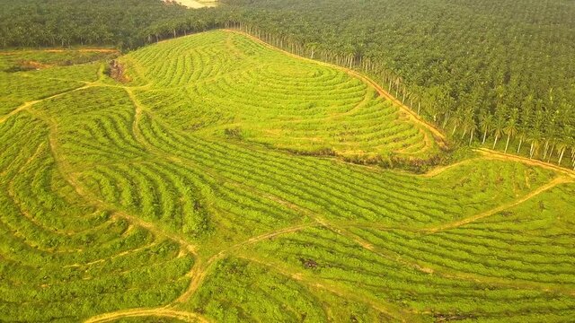 Aerial shot of Palm Tree deforestation Johor Bahru  Malaysia