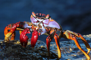rote_Klippenkrabbe