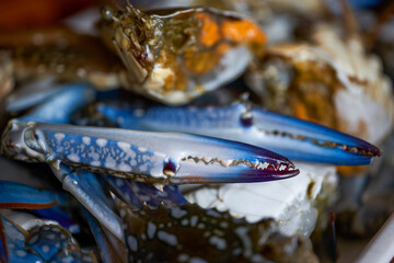 Close-up of fresh plump crab with crab roe