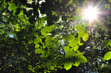 Sun shining through green leaves in the forest