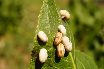 White snail shells on green horseradish leaf in a field