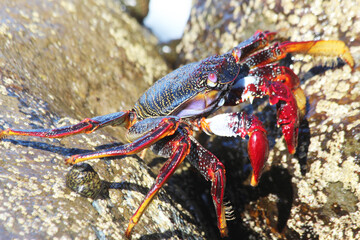 rote_Klippenkrabbe