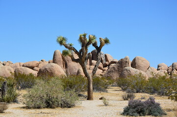 Joshua Tree National Park, Kalifornien