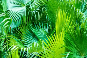 Big green leaves in tropical summer
