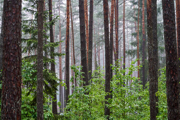 Forest in the morning full of fog