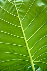 Big green leaves in tropical summer