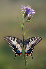 Wonderful butterfly Papilio machaon on the flower spread its wings on a summer day