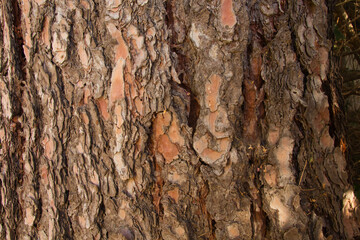 Pine wood texture background