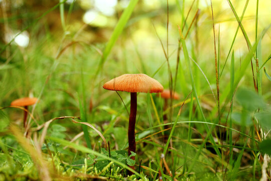 Close-up of the image of the poisonous fungus. Forest. Mushrooms in the autumn forest. Copy space. Background.