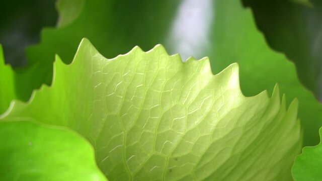Green lotus leaf in a natural atmosphere