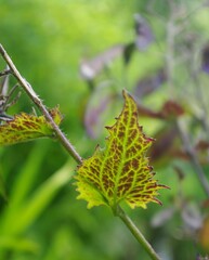 close up of a fern leaf
